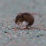 According to the CDC, the most common hantavirus that causes HPS in the US is spread by the deer mouse.