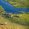 An elephant herd grazes by the Khwai River within the Okavango Delta