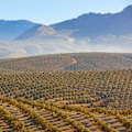 Jaen is home to 66 million olive trees.