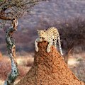 Leopard on a termite hill.