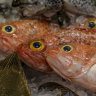 The 250-year-old fish and the decision that’s ticked off conservationists