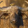 A Cape buffalo.