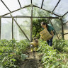 Staying undercover: How to make the most of a greenhouse