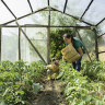 Greenhouses come in all different shapes and sizes.