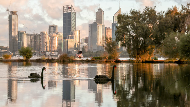 Perth’s black swan stalker takes out major photography award