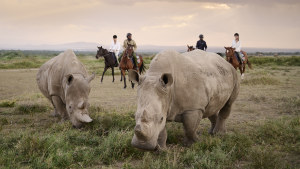 Rhinos graze together at Ol Pejeta conservancy in Kenya, including Najin (left), a critically endangered northern white rhino.