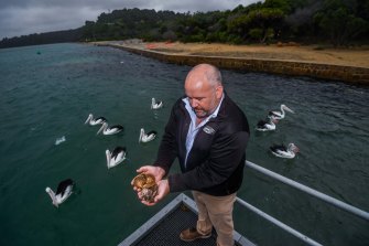 Daniel Miller with native oysters as pelicans circle in the water at Lakes Entrance. 