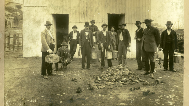 Ratcatchers caught about 44,000 rats, many disposed of at the rat depot on Darling Island or an incinerator near the Rocks.