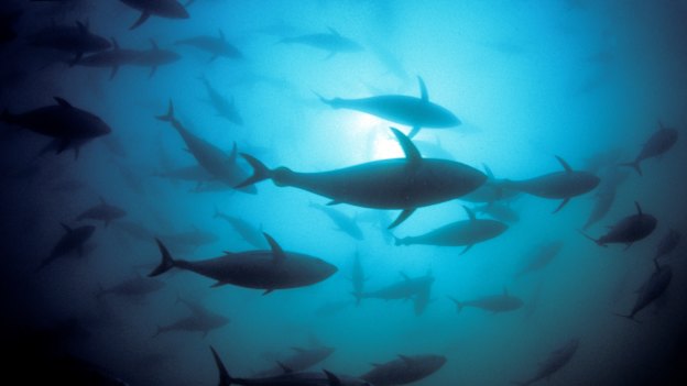 Southern bluefin tuna is farmed off South Australia. In waters elsewhere, the species is a prime target for illegal fishing.  