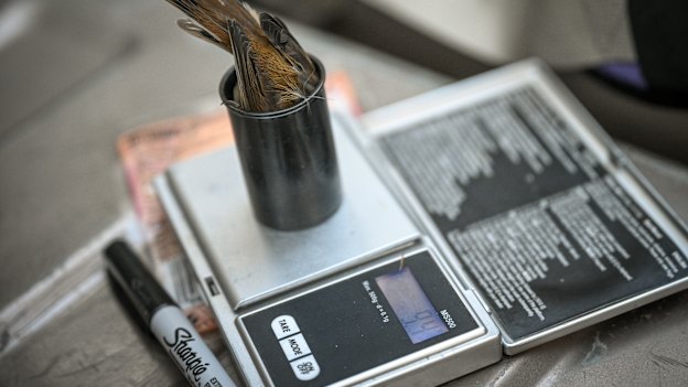 This thornbill weighs just nine grams, as much as a tablespoon of butter. To weigh it, researchers pop it inside an empty film canister for a moment. 