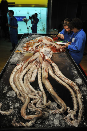 A giant squid, weighing 245 kilograms, found by Australian researchers in 2008.
