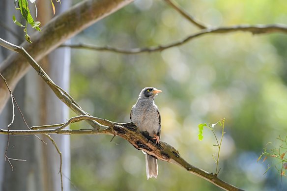 Noisy miners push other, less noisy, native forest birds out of Melbourne.