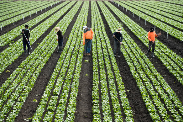 Workers from Malaysia and Vietnam work a cos lettuce field.