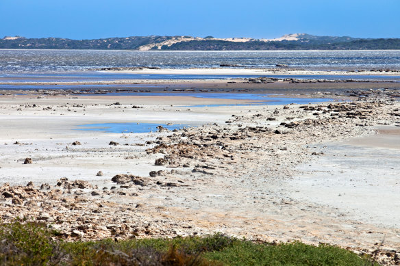 Coorong National Park in South Australia; pipi are harvested from beaches nearby.