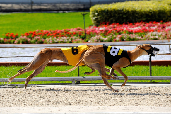 Live baiting is officially banned - but scandals persist wherever dog racing occurs, the most recent allegedly in Victoria last November.