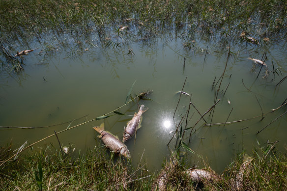 Dead fish float in the water at Altona’s Cherry Lake on Monday. 