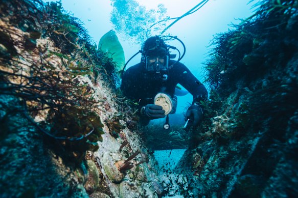 You could be an abalone diver ... or a zoologist. 
