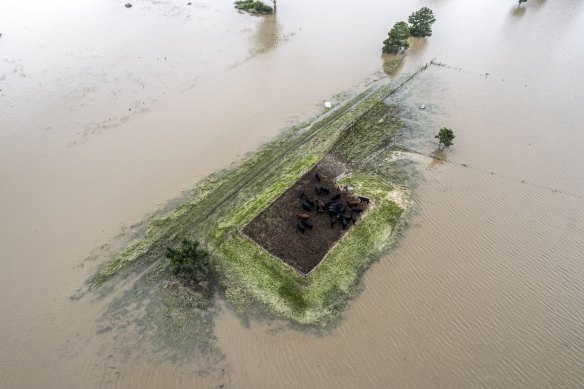 Stranded cows on Andrew Hartmann’s flooded Grafton property.