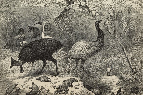 Australian animals and birds engraved on Queensland wood for the 1886 Colonial and Indian Exhibition, London.
