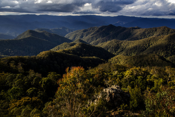 The Great Koala National Park would connect state forests in north-eastern NSW to the existing national park estate.