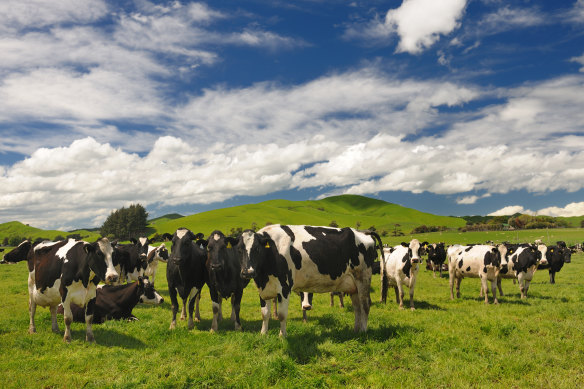 Emissions from New Zealand’s dairy industry keep rising. 