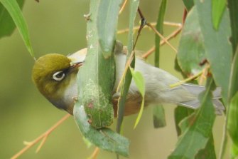 A silvereye bird in the photographer's garden. 