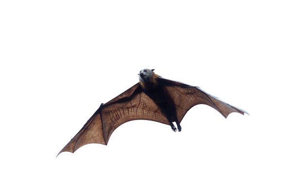 Flying foxes are classified as a vulnerable species.