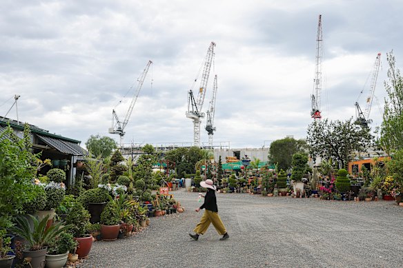 Dung Thai’s pot plant business backs onto the construction of the NextDC data centre in West Footscray which is one of scores under construction around Australia.