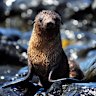A seal at Seal Rocks on Phillip Island.