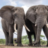 Elephants in Africa.