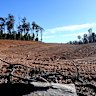 Some of the forest cleared for Alcoa’s Willowdale mine is easily seen from public roads.