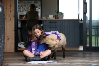 Jessica Matthews, 10, takes a break from remote learning to play with her pet lamb. Schools have been closed in Auckland for three months, even for the children of essential workers. 