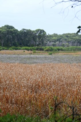 The northern end of the wetlands in Yanchep National Park has a lot of dried out vegetation. There was a bushfire in the park in 2019.