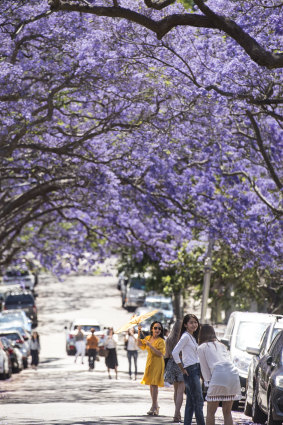 Jacaranda viewing rivals Japan's cherry blossom viewing.