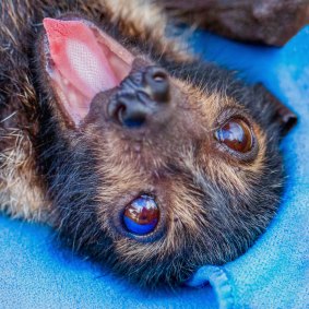 About 850 spectacled flying foxes were rescued in far north Queensland, mostly pups.