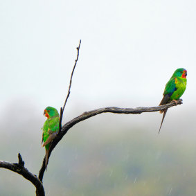 Swift parrots are critically endangered. 