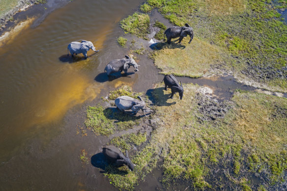 African elephants in the Okavango Delta, Botswana.