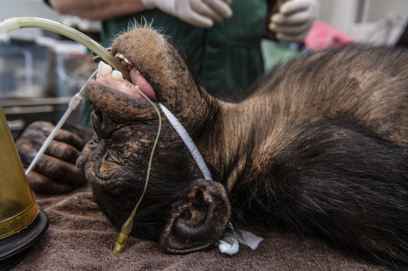 Fumo during his health check at Taronga Zoo.