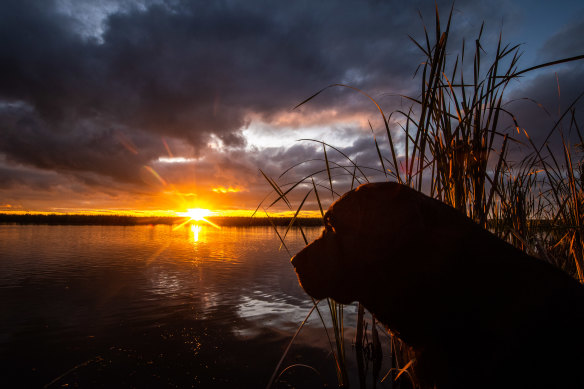 Finn, the labrador retriever, watches the sun rise over Reedy Lake.