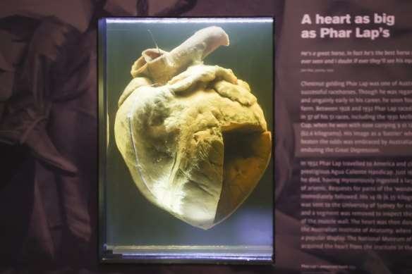 Phar Lap’s heart is protected from light and sudden movement in a specially designed display at the National Museum of Australia.