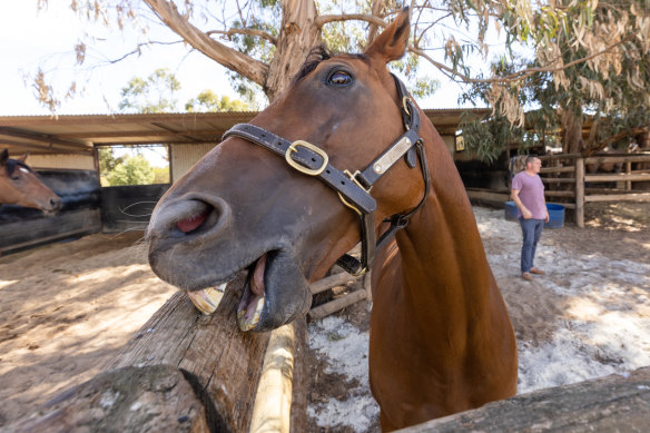 Tasmanian horse The Inevitable with trainer Scott Brunton.