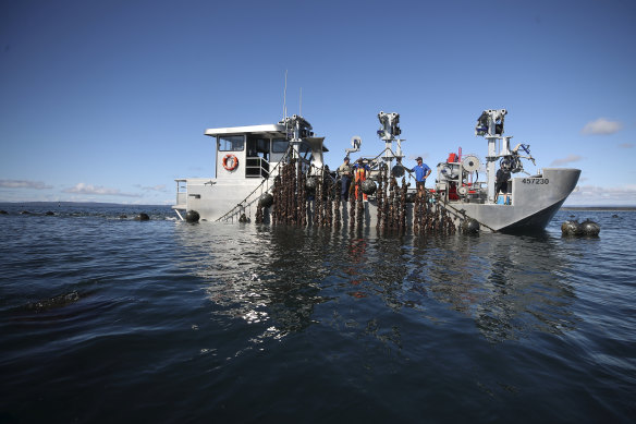 Sam Gordon (left) at his mussel farm in Jervis Bay.