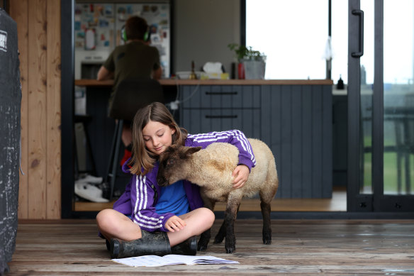 Jessica Matthews, 10, takes a break from remote learning to play with her pet lamb. Schools have been closed in Auckland for three months, even for the children of essential workers. 