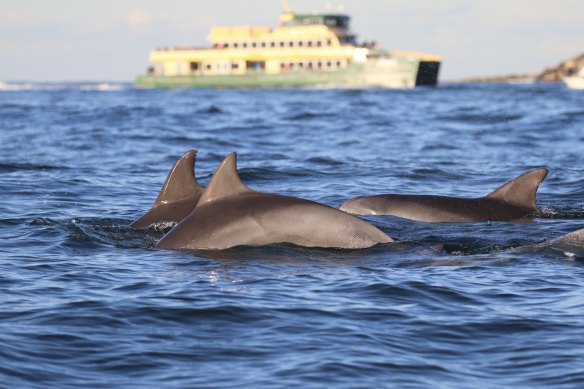 Dolphins passing a ferry in Sydney Harbour.