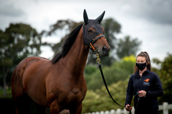 Melody Belle, pictured with strapper Ashley Handley late last year, could make one last trip to Australia.