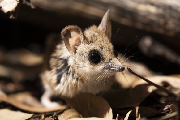 Fat-tailed dunnarts are tiny carnivorous predators that live in Victoria’s grasslands but whose numbers have dwindled to dangerous levels.  