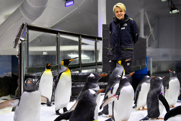 Environment Minister Tanya Plibersek at Sea Life Sydney Aquarium on World Environment Day.