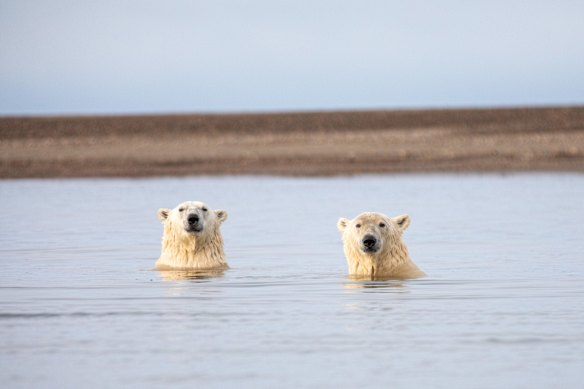 Too many bears, meaning it’s unsafe to land? Perhaps that signifies there are too many humans.
