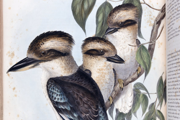 Kookaburras drawn by Elizabeth Gould in John Gould’s Birds of Australia.