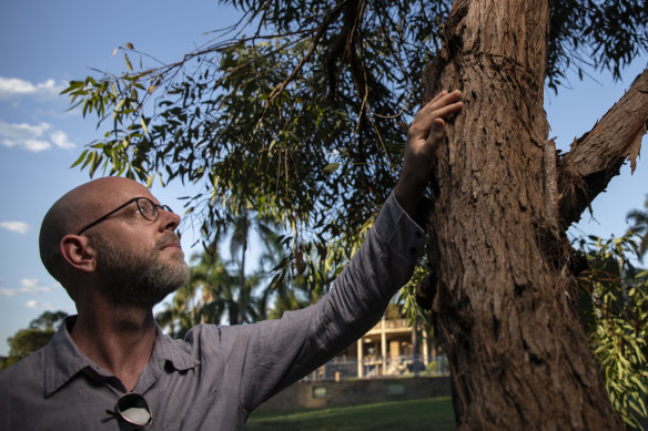 Ecologist Steve Douglas beside the eucalyptus species, dubbed E. Cattai, that he discovered walking near his home in the Hills District of north-western Sydney.